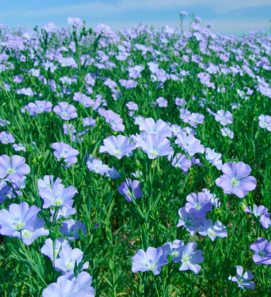 The finest raw materials